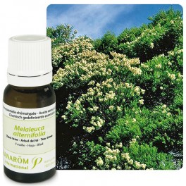 Árbol del té (Tea tree) - Melaleuca alternifolia